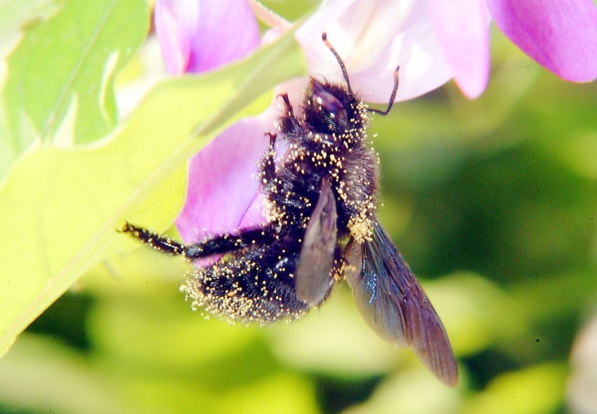 Apidae Xylocopinae: Xylocopa violacea (cf.)